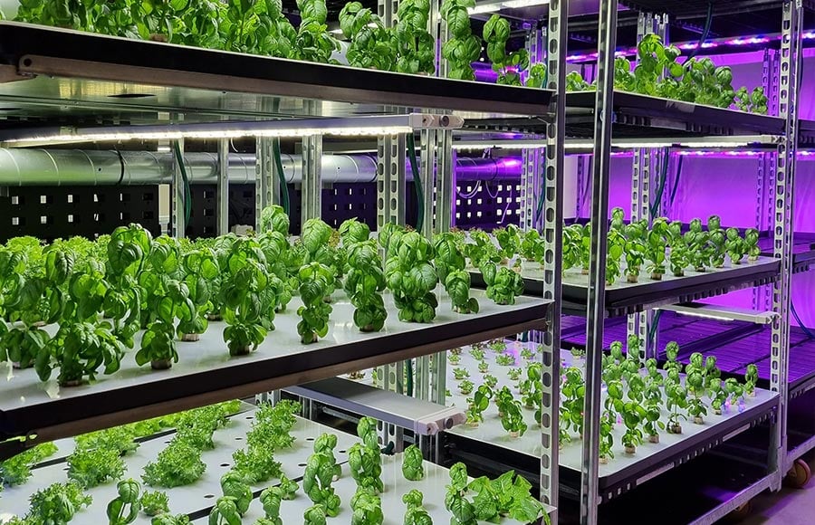 urban agriculture vertical farming