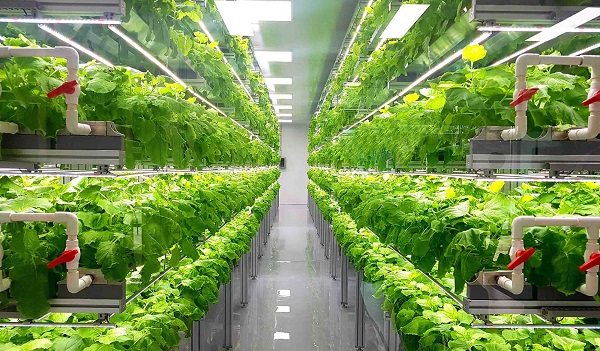 vertical farming sustainable agriculture