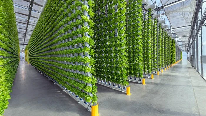 Hydroponic plant system